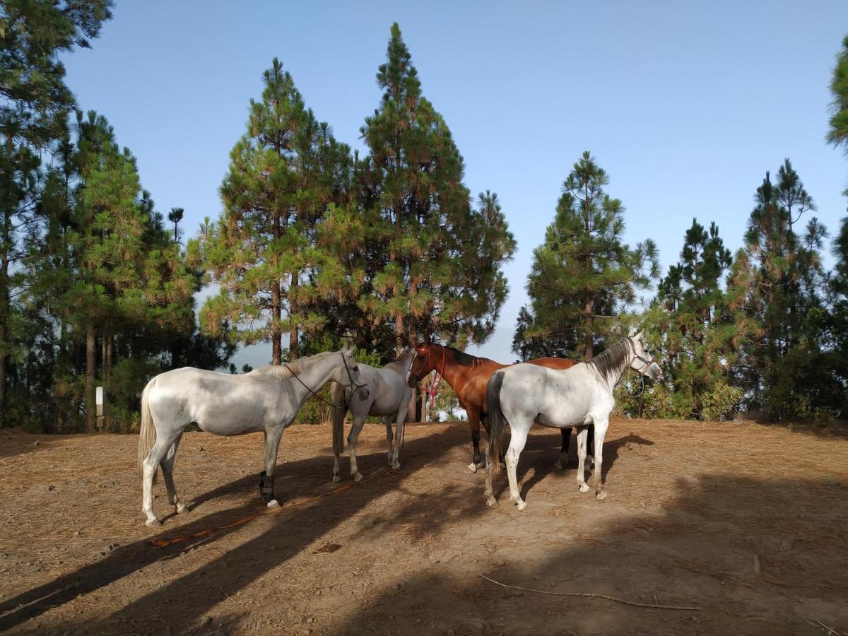 Гостевой дом Finca Rural House Tenerife Relax And Enjoy Санта-Урсула Экстерьер фото