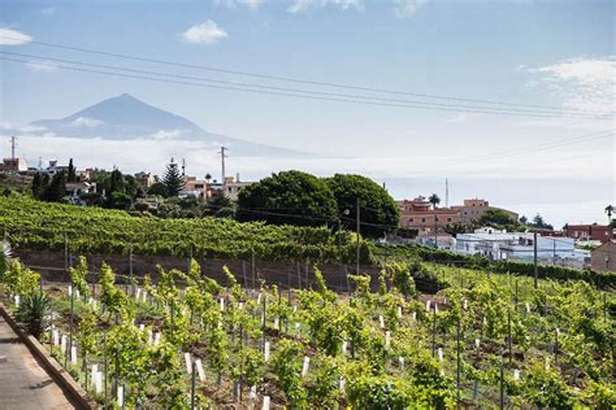 Гостевой дом Finca Rural House Tenerife Relax And Enjoy Санта-Урсула Экстерьер фото