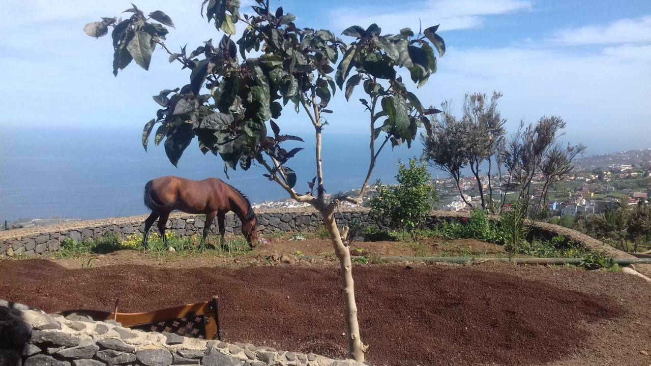 Гостевой дом Finca Rural House Tenerife Relax And Enjoy Санта-Урсула Экстерьер фото